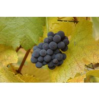 Kategorie <b>Produkt nicht gewünscht </b> - Vitis vinifera 'Muscat bleu'