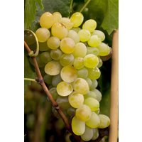 Kategorie <b>Produkt nicht gewünscht </b> - Vitis vinifera 'Himrod'