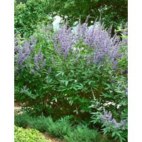 Kategorie <b>Blütensträucher und Ziergehölze </b> - Vitex agnus-castus