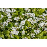 Kategorie <b>Stauden </b> - Viola sororia 'Albiflora'