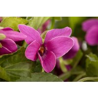Kategorie <b>Stauden </b> - Viola odorata 'Red Charm'