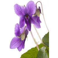 Kategorie <b>Stauden </b> - Viola odorata 'Königin Charlotte'