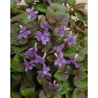 Kategorie <b>Stauden </b> - Viola labradorica