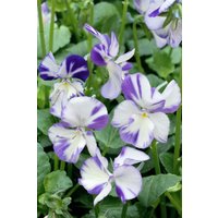 Kategorie <b>Stauden </b> - Viola cornuta 'Rebecca'