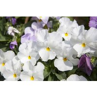 Kategorie <b>Stauden </b> - Viola cornuta 'Milkmaid'