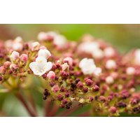 Kategorie <b>Blütensträucher und Ziergehölze </b> - Viburnum tinus 'Purpurea'