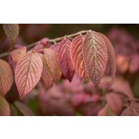 Kategorie <b>Blütensträucher und Ziergehölze </b> - Viburnum plicatum 'Mariesii'