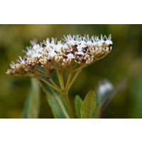 Kategorie <b>Produkt nicht gewünscht </b> - Viburnum nudum 'Pink Beauty'