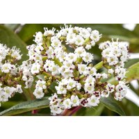 Kategorie <b>Produkt nicht gewünscht </b> - Viburnum davidii