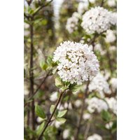 Kategorie <b>Blütensträucher und Ziergehölze </b> - Viburnum burkwoodii 'Mohawk'