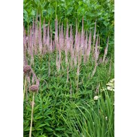 Kategorie <b>Produkt nicht gewünscht </b> - Veronicastrum virginicum 'Roseum'