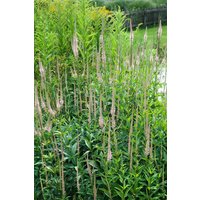 Kategorie <b>Produkt nicht gewünscht </b> - Veronica virginica 'Pink Glow'