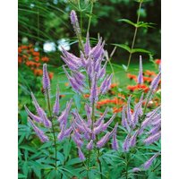 Kategorie <b>Produkt nicht gewünscht </b> - Veronica virginica 'Fascination'