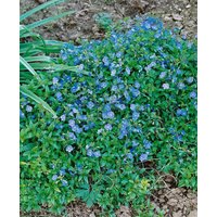 Stauden - Veronica umbrosa 'Georgia Blue'