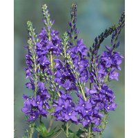 Stauden - Veronica teucrium 'Shirley Blue'
