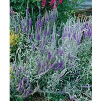 Kategorie <b>Produkt nicht gewünscht </b> - Veronica spicata ssp.incana