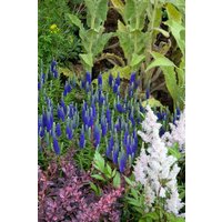 Kategorie <b>Produkt nicht gewünscht </b> - Veronica spicata Royal Candles