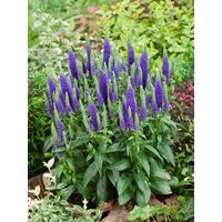 Kategorie <b>Produkt nicht gewünscht </b> - Veronica spicata 'Ulster Dwarf Blue'