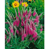 Kategorie <b>Produkt nicht gewünscht </b> - Veronica spicata 'Rotfuchs'