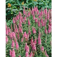 Kategorie <b>Produkt nicht gewünscht </b> - Veronica spicata 'Heidekind'