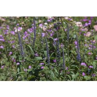 Kategorie <b>Produkt nicht gewünscht </b> - Veronica spicata