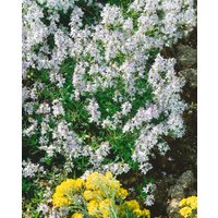 Kategorie <b>Produkt nicht gewünscht </b> - Veronica prostrata 'Alba'