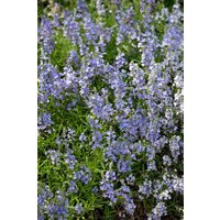 Stauden - Veronica prostrata