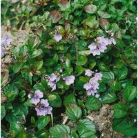 Stauden - Veronica petraea 'Madame Mercier'