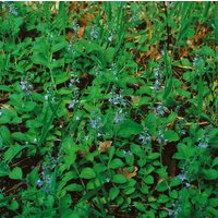 Kategorie <b>Produkt nicht gewünscht </b> - Veronica officinalis