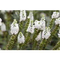 Kategorie <b>Produkt nicht gewünscht </b> - Veronica longifolia, weiß