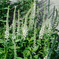 Kategorie <b>Produkt nicht gewünscht </b> - Veronica longifolia 'Schneeriesin'