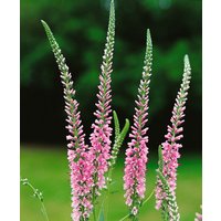 Kategorie <b>Produkt nicht gewünscht </b> - Veronica longifolia 'Pink Damask'