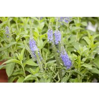 Kategorie <b>Produkt nicht gewünscht </b> - Veronica longifolia 'Blauriesin'