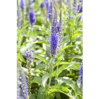 Kategorie <b>Produkt nicht gewünscht </b> - Veronica Inspire Blue