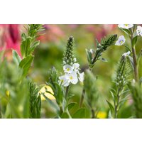 Stauden - Veronica gentianoides