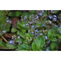 Stauden - Veronica beccabunga