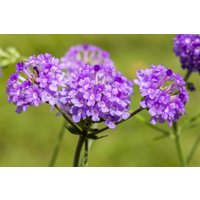 Kategorie <b>Produkt nicht gewünscht </b> - Verbena rigida