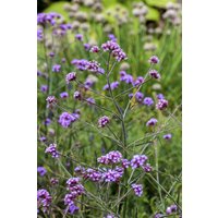 Kategorie <b>Produkt nicht gewünscht </b> - Verbena bonariensis 'Lollipop'