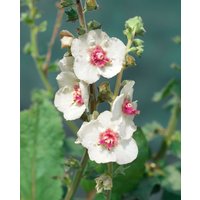 Kategorie <b>Produkt nicht gewünscht </b> - Verbascum x cult.'White Domino'