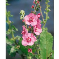 Kategorie <b>Produkt nicht gewünscht </b> - Verbascum x cult.'Pink Domino'