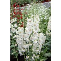 Kategorie <b>Stauden </b> - Verbascum phoeniceum 'Flush of White'