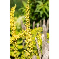 Kategorie <b>Produkt nicht gewünscht </b> - Verbascum densiflorum