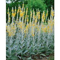 Kategorie <b>Produkt nicht gewünscht </b> - Verbascum bombyciferum 'Polarsommer'