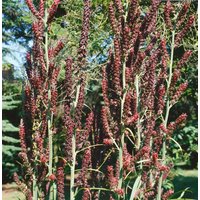 Kategorie <b>Produkt nicht gewünscht </b> - Veratrum nigrum