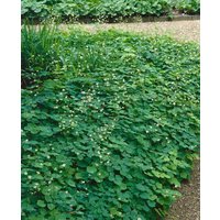 Kategorie <b>Produkt nicht gewünscht </b> - Vancouveria hexandra