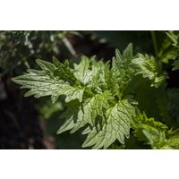 Kategorie <b>Kräuter- und Teepflanzen </b> - Valeriana officinalis