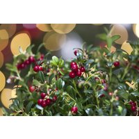 Kategorie <b>Obst </b> - Vaccinium vitis-idaea