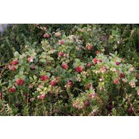 Kategorie <b>Produkt nicht gewünscht </b> - Vaccinium macrocarpon
