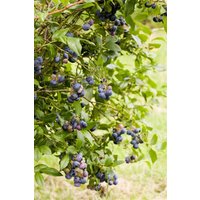 Kategorie <b>Obst </b> - Vaccinium corymbosum 'Sunshine Blue'