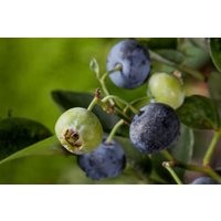 Kategorie <b>Obst </b> - Vaccinium corymbosum 'Nelson'